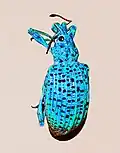 Rhigus nigrosparsus