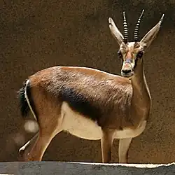 آهوی کوویه (ماده)