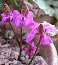 Cyclamen alpinum