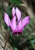 Cyclamen purpurascens