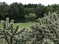 Opuntia imbricata (in the foreground) at the Morton Arboretum in Lisle