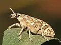 Cyphocleonus achates