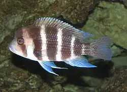 Cyphotilapiini