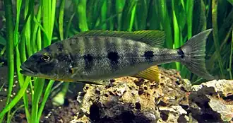 Boulengerochromini