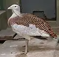 میش‌مرغ