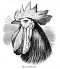 خروس اسپانیایی