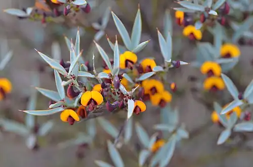 نخود تلخ (Daviesia nudiflora)