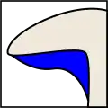پیوسته (Decurrent)