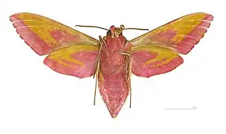 ♀ △