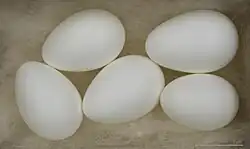 لانهٔ چلچله دمگاه‌سفید