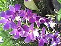 Dendrobium بائه یونگ جون, an orchid cultivar named after the South Korean actor