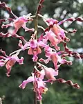 Dendrobium مارگارت تاچر