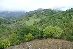 جنگل