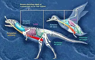 مقایسه بین کیسه‌های هوایی Majungasaurus و پرنده (اردک)