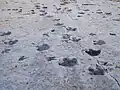 رد پای دایناسور