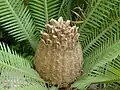 مخروط بذر دیون ادولا (Dioon edule)