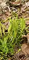 استروبیلی دیفازیاستروم (Diphasiastrum)