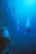 Divers on a vertical wall, Peleliu Island.