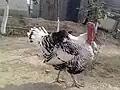 بوقلمون در پاکستان