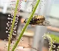 خرمگس در برگ ژاله‌پوش به دام افتاده‌است.