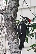 دارکوب کاکل‌دار ماده