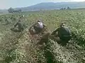 برداشت لوبیا