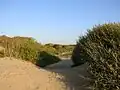 Le dune costiere, tra le meglio conservate d'Italia, sono costantemente minacciate dalle mareggiate e dall'antropizzazione della costa