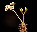 برگک در گونه‌ای فرفیون