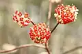 نمای نزدیک از گل