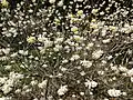 Edgeworthia chrysantha گل‌های در باغ کاخ امپراتوری توکیو، توکیو