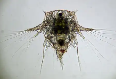 لارو ناپلیوس Elminius modestus