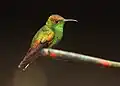 نر