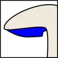 لبه‌دار (Emarginate)
