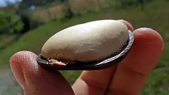 گوشت بذر