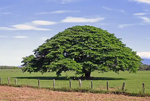 درخت انجیر