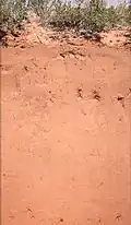 اِنتی سول