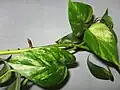 ابلق