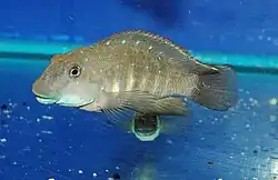 Eretmodini