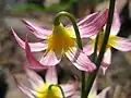 Erythronium purpurascensend of blooming