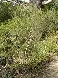 گونهٔ E. angustissima، یک اکالیپتوس درختچه‌ای در ملبورن