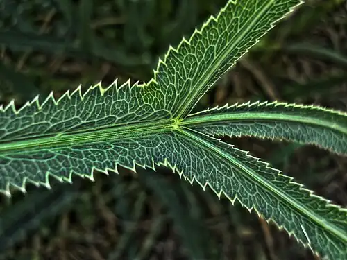جزئیات برگ