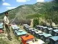 مرد زنبوردار.