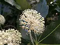 Simple umbel of فاتسیا (رده) (Araliaceae)