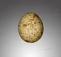 تخم دلیجهٔ معمولی