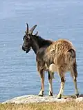 یک بز وحشیده در کورنوال