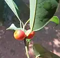 میوه