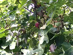 انجیر از میوه‌های تابستانی
