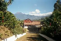 کشت و زرع قهوه در پشت کوه آتشفشان تایاول‌کو