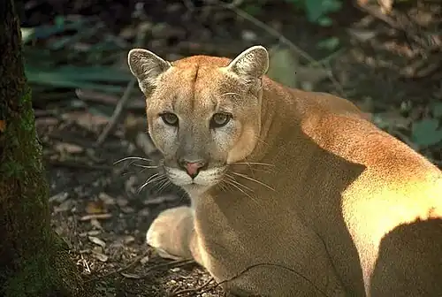 شیر کوهی فلوریدا (Puma concolor coryi)