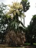 در باغ گیاه‌شناسی فاستر، هونولولو
